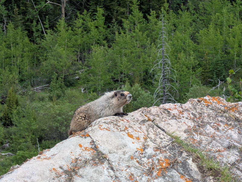 A marmot.