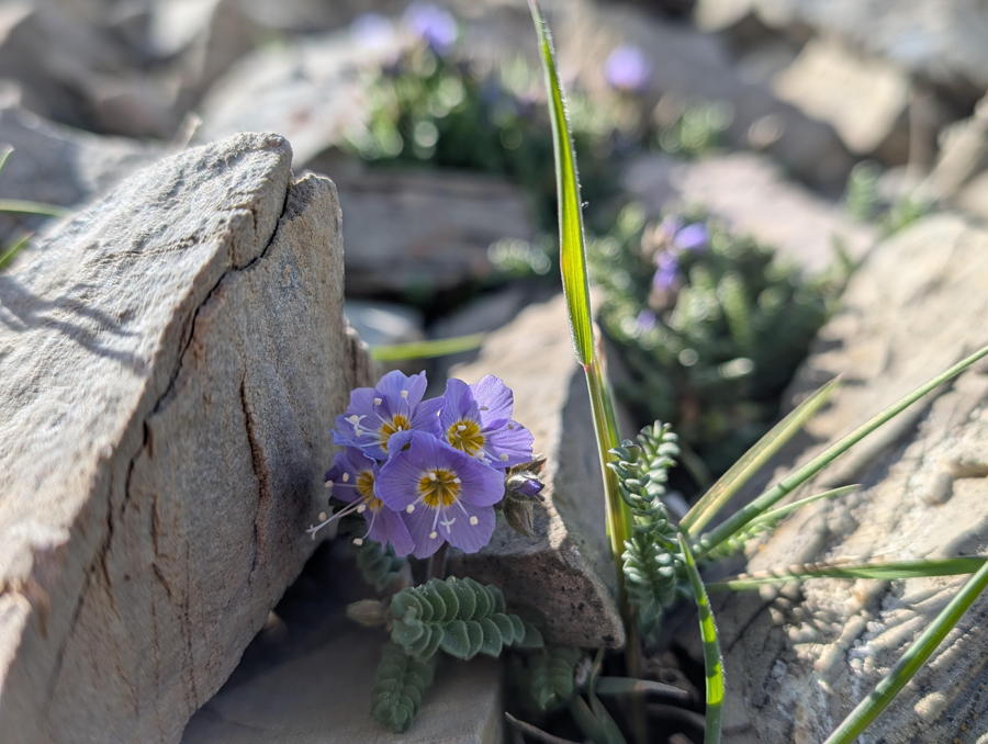 A small purple flower.