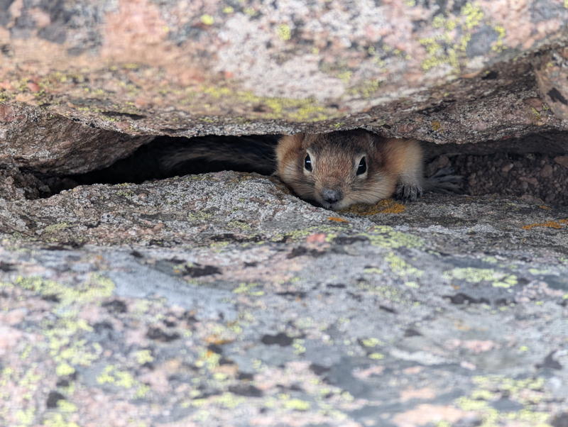 A pika hiding in a rock.