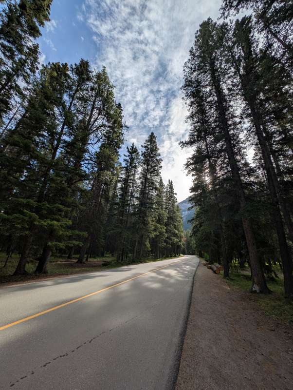 A road hemmed with pine trees.