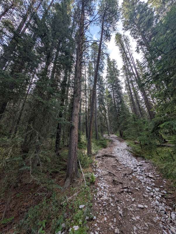 A trail winding through a pine forest.