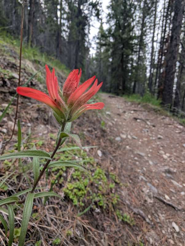 A small red flower with a trail in the background.