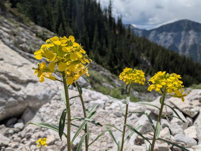 Three yellow flowers with a mountain in the background.