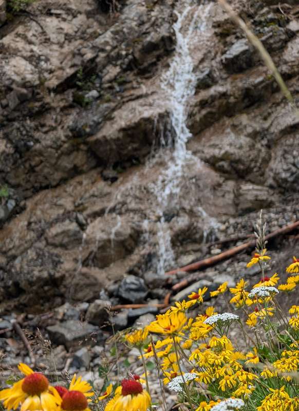 Wildflowers in front of a waterfall