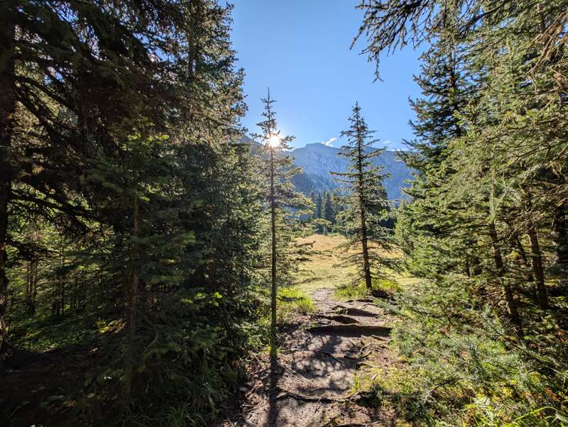 Sun shining through the trees near Cascade Amphitheatre