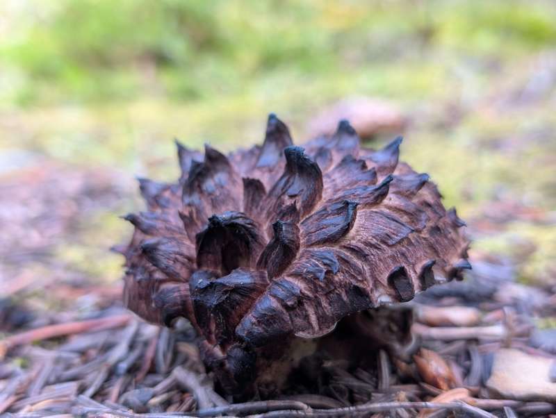 A Hawks' Wing mushroom