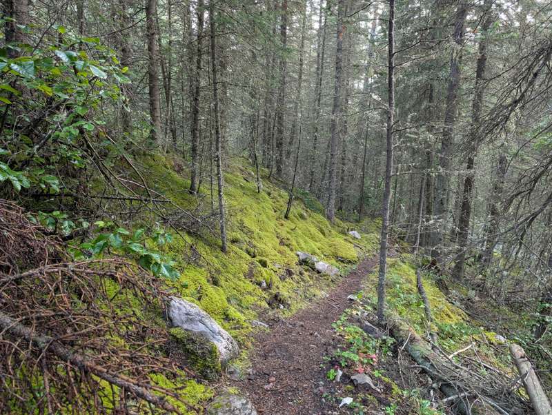 The trail up Stewart Creek.