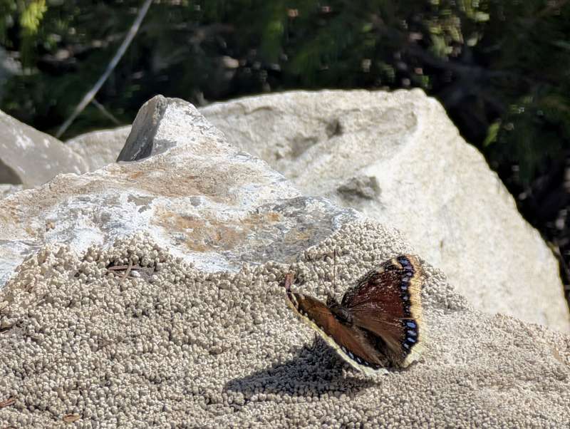 A Mourning Cloak butterfly