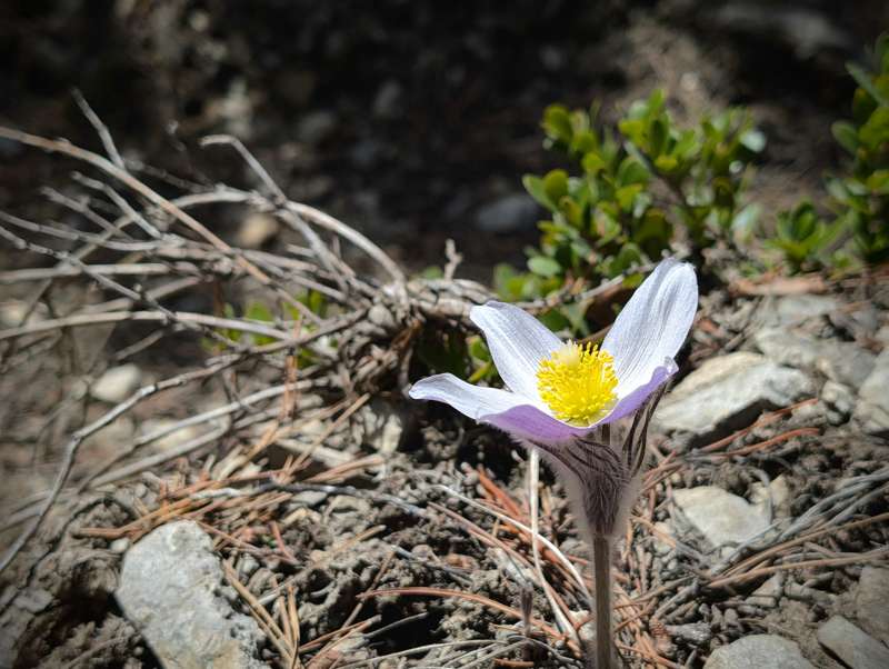 A Prairie Crocus