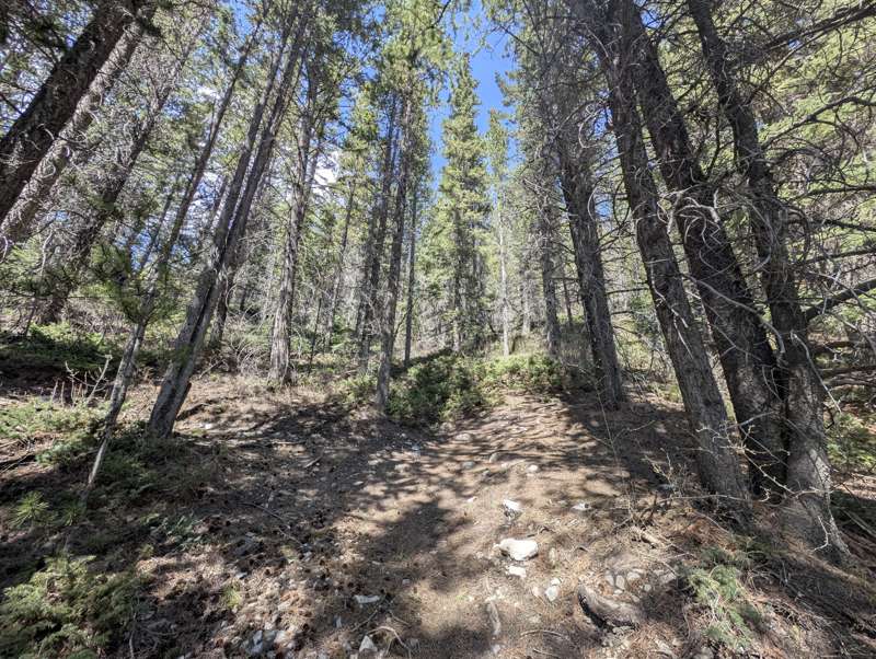 Exshaw Mountain trail