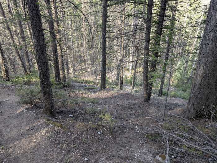 A fork in the trail near Cougar Creek