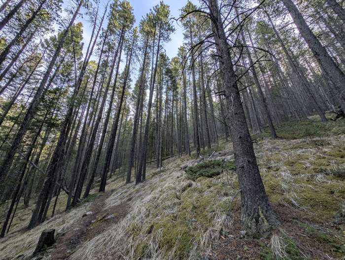The western ascent trail up Grotto Mountain