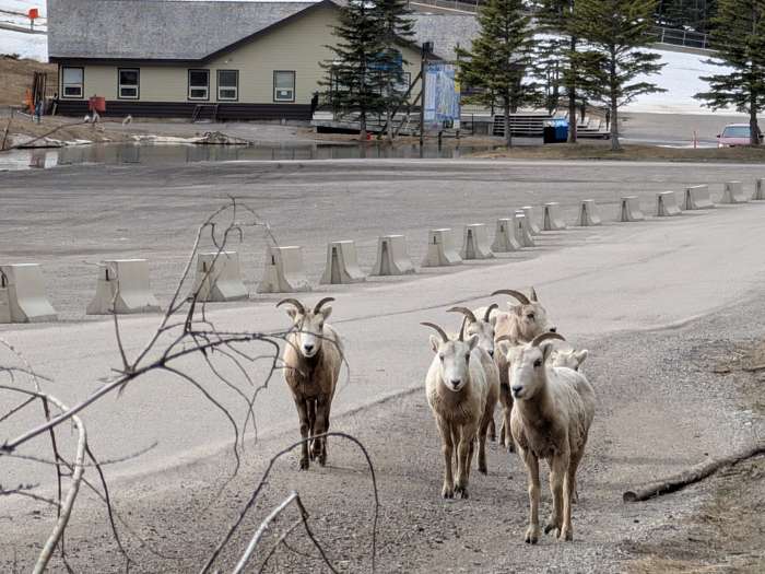 Mountain goats hanging out at Mount Norquay