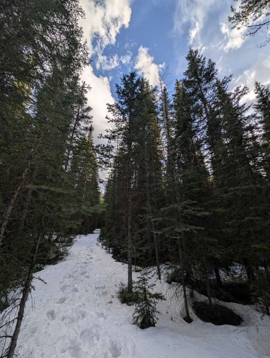 Snow on the Quaite Creek trail