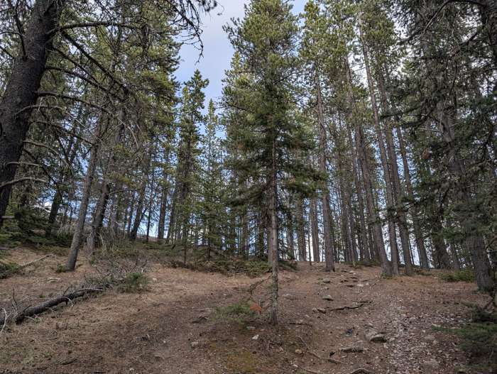 Prairie View Trail in Kananaskis
