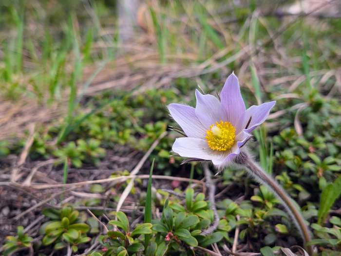 A prairie crocus