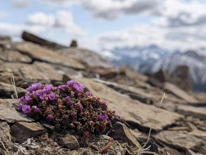 Purple Saxifrage
